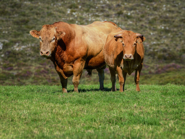 Cows & bulls