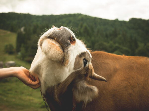 Sustainability & welfare